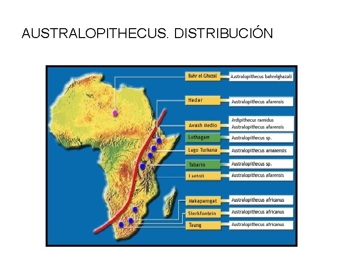 AUSTRALOPITHECUS. DISTRIBUCIÓN 