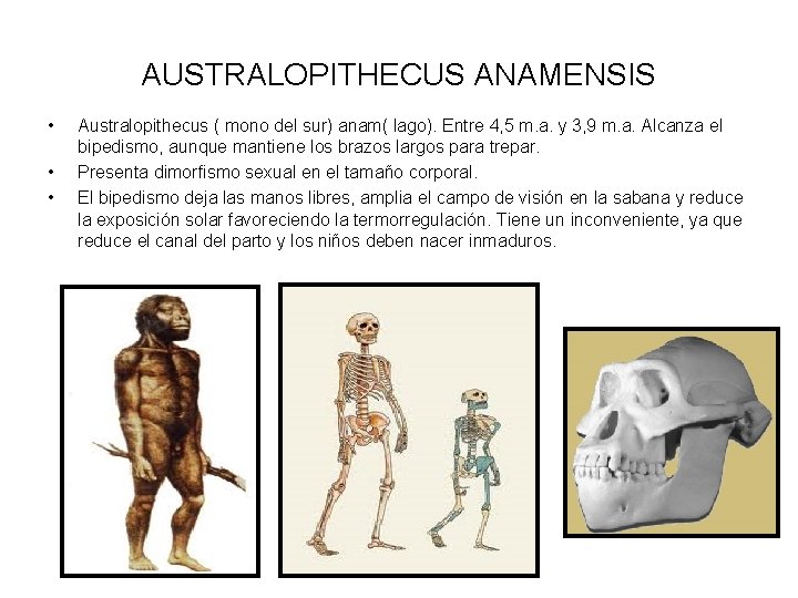 AUSTRALOPITHECUS ANAMENSIS • • • Australopithecus ( mono del sur) anam( lago). Entre 4,