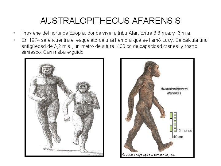 AUSTRALOPITHECUS AFARENSIS • • Proviene del norte de Etiopía, donde vive la tribu Afar.