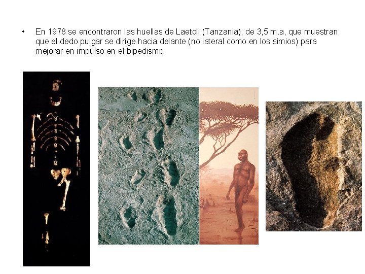  • En 1978 se encontraron las huellas de Laetoli (Tanzania), de 3, 5