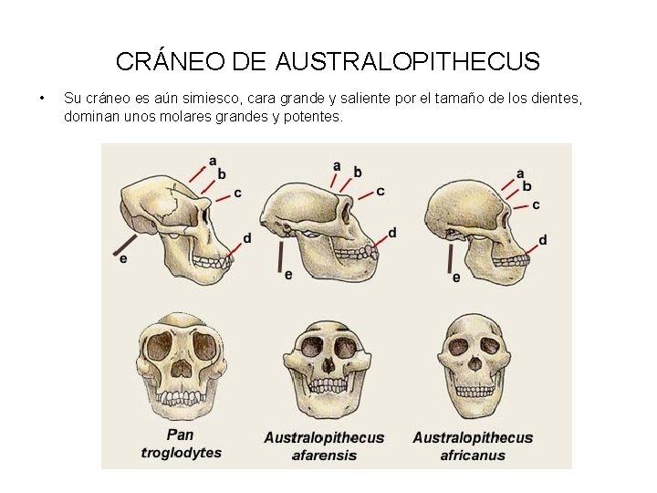 CRÁNEO DE AUSTRALOPITHECUS • Su cráneo es aún simiesco, cara grande y saliente por