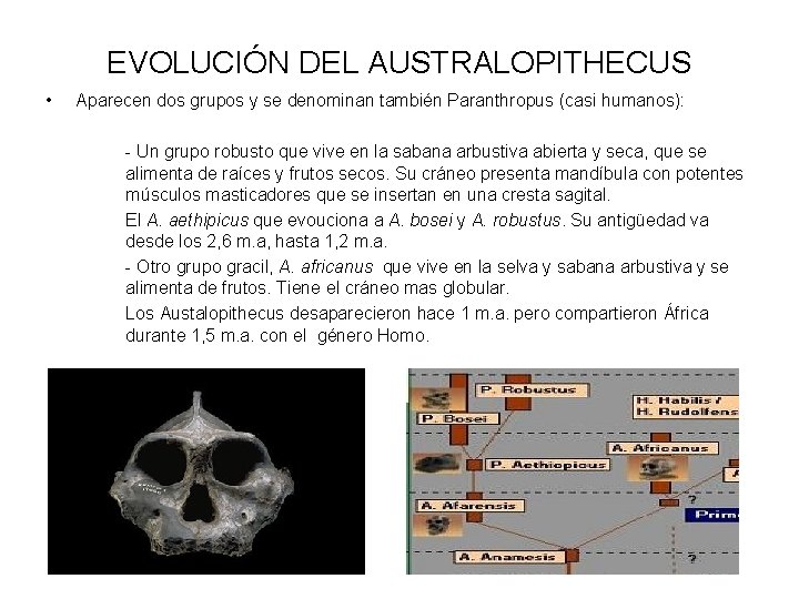 EVOLUCIÓN DEL AUSTRALOPITHECUS • Aparecen dos grupos y se denominan también Paranthropus (casi humanos):