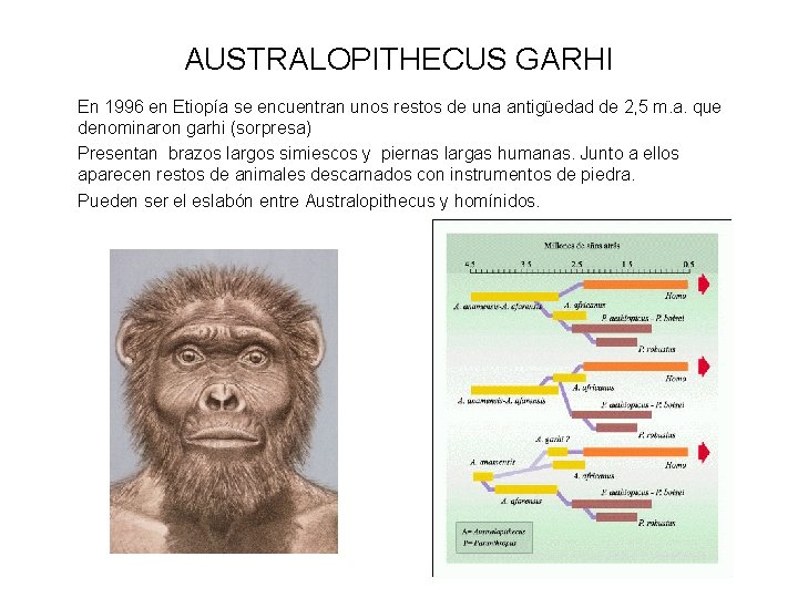 AUSTRALOPITHECUS GARHI En 1996 en Etiopía se encuentran unos restos de una antigüedad de