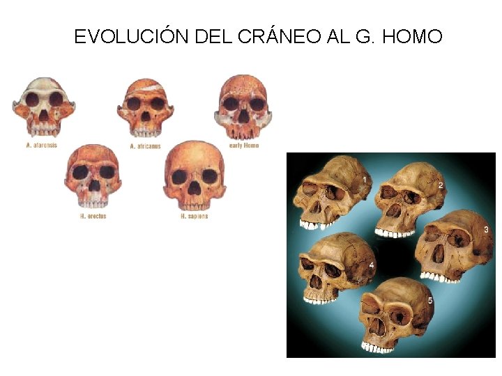 EVOLUCIÓN DEL CRÁNEO AL G. HOMO 