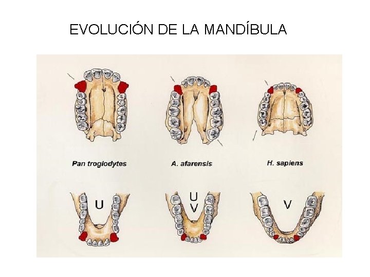 EVOLUCIÓN DE LA MANDÍBULA 