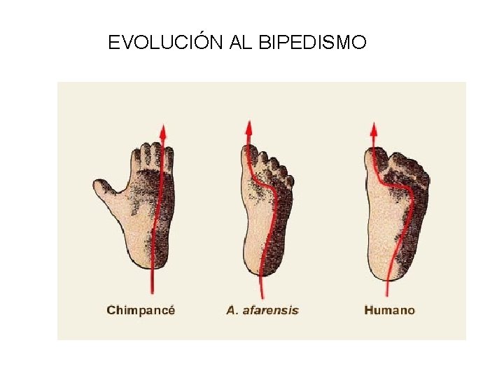 EVOLUCIÓN AL BIPEDISMO 
