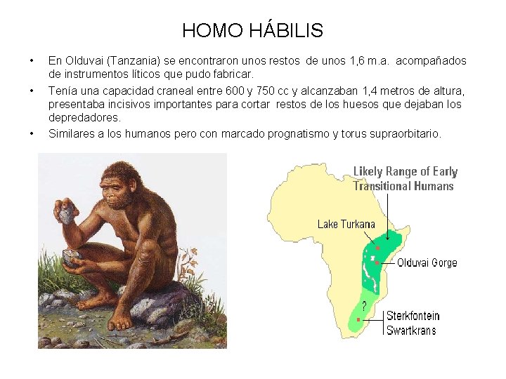 HOMO HÁBILIS • • • En Olduvai (Tanzania) se encontraron unos restos de unos