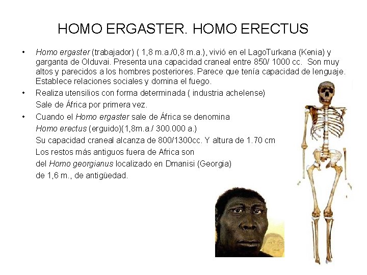 HOMO ERGASTER. HOMO ERECTUS • • • Homo ergaster (trabajador) ( 1, 8 m.