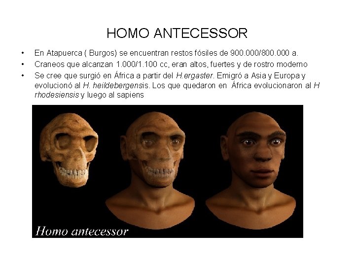 HOMO ANTECESSOR • • • En Atapuerca ( Burgos) se encuentran restos fósiles de