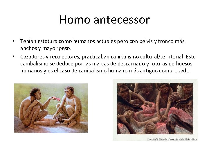 Homo antecessor • Tenían estatura como humanos actuales pero con pelvis y tronco más