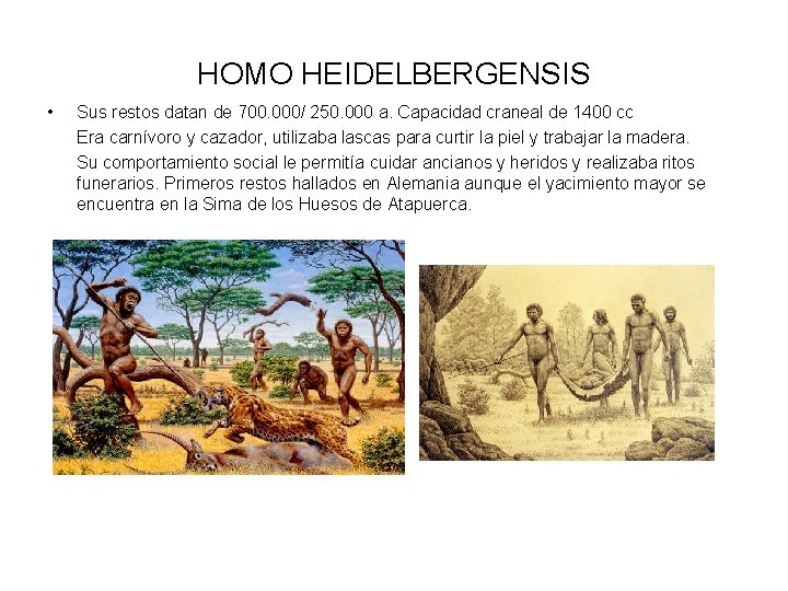 HOMO HEIDELBERGENSIS • Sus restos datan de 700. 000/ 250. 000 a. Capacidad craneal