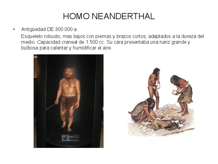 HOMO NEANDERTHAL • Antigüedad DE 300. 000 a. Esqueleto robusto, mas bajos con piernas