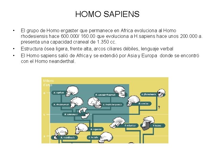 HOMO SAPIENS • • • El grupo de Homo ergaster que permanece en Africa