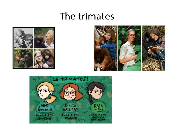 The trimates 