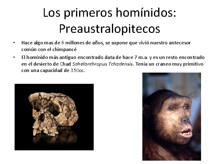 Los primeros homínidos: Preaustralopitecos • • Hace algo mas de 6 millones de años,