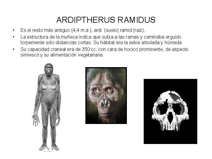 ARDIPTHERUS RAMIDUS • • • Es el resto más antiguo (4, 4 m. a.