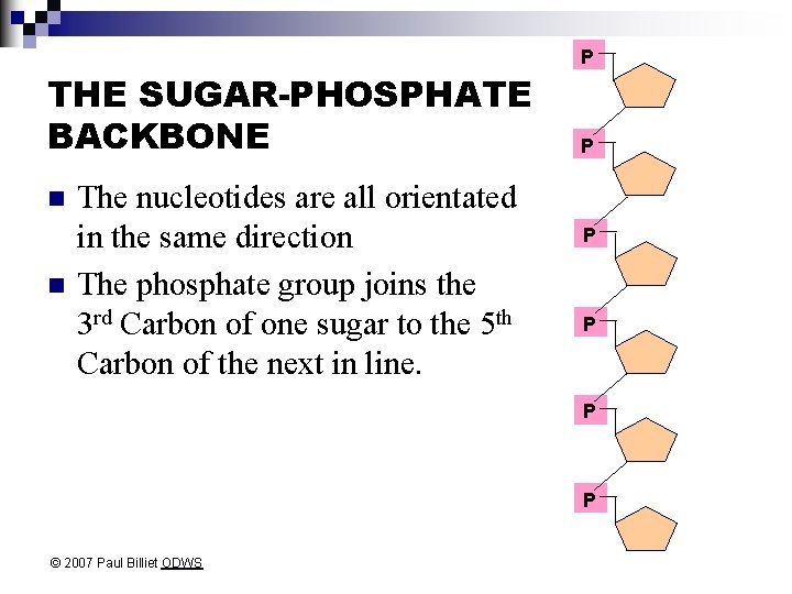 THE SUGAR-PHOSPHATE BACKBONE n n The nucleotides are all orientated in the same direction