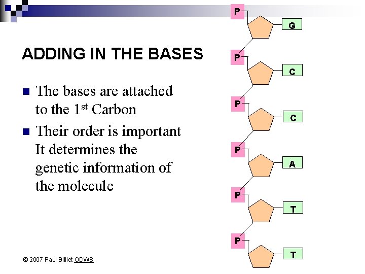 P G ADDING IN THE BASES P C n n The bases are attached