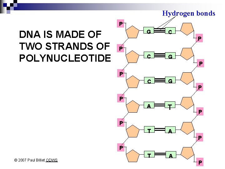 Hydrogen bonds P DNA IS MADE OF TWO STRANDS OF POLYNUCLEOTIDE G C P