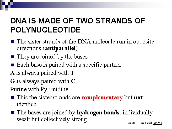 DNA IS MADE OF TWO STRANDS OF POLYNUCLEOTIDE The sister strands of the DNA