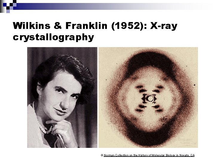 Wilkins & Franklin (1952): X-ray crystallography © Norman Collection on the History of Molecular