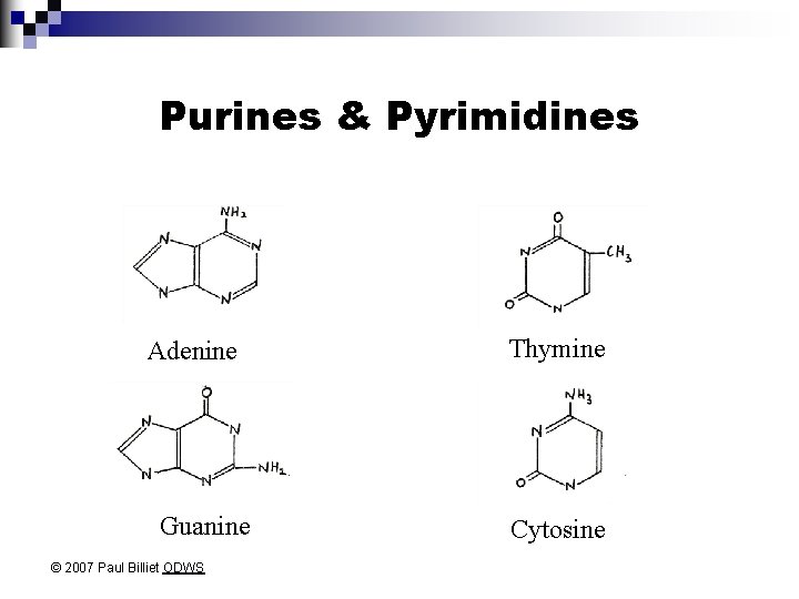 Purines & Pyrimidines Adenine Guanine © 2007 Paul Billiet ODWS Thymine Cytosine 