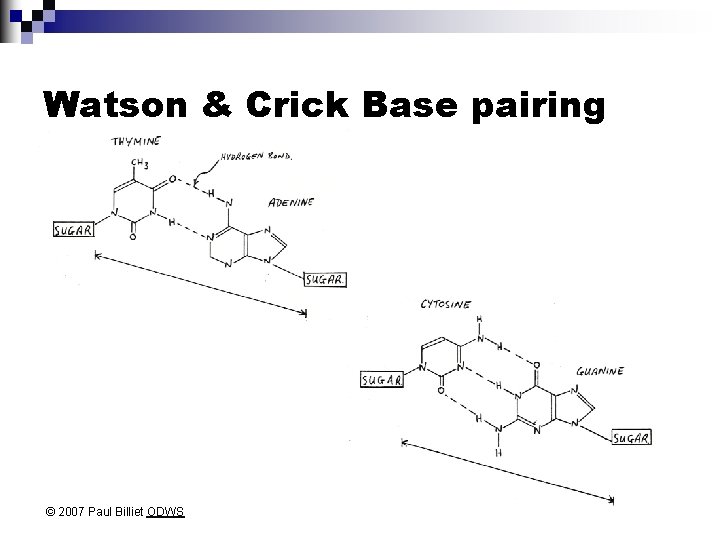 Watson & Crick Base pairing © 2007 Paul Billiet ODWS 