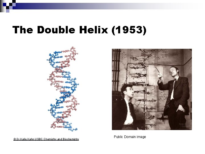 The Double Helix (1953) © Dr Kalju Kahn USBC Chemistry and Biochemistry Public Domain