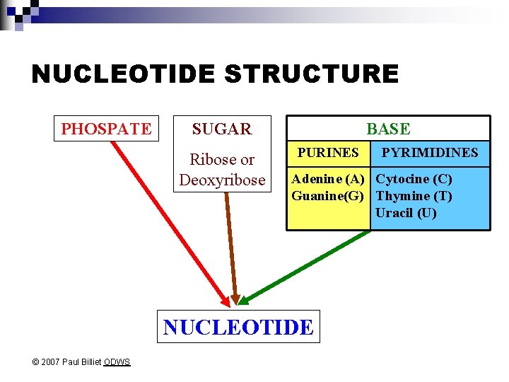 NUCLEOTIDE STRUCTURE PHOSPATE SUGAR Ribose or Deoxyribose BASE PURINES Adenine (A) Cytocine (C) Guanine(G)