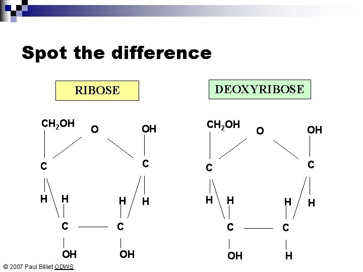 Spot the difference DEOXYRIBOSE CH 2 OH O C H H H C OH