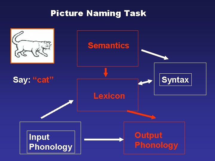 Picture Naming Task Semantics Say: “cat” Syntax Lexicon Input Phonology Output Phonology 