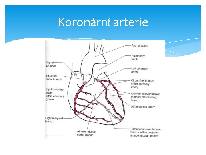 Koronární arterie 