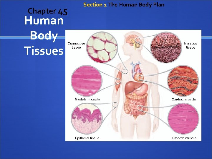 Chapter 45 Human Body Tissues Section 1 The Human Body Plan 