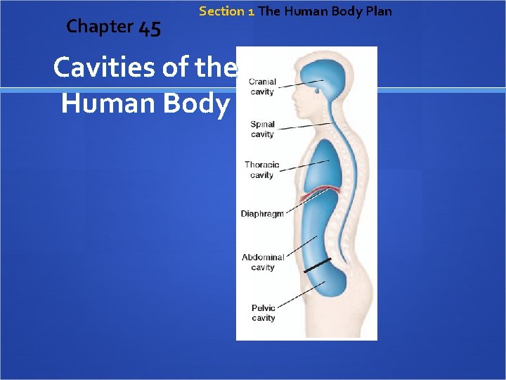 Chapter 45 Section 1 The Human Body Plan Cavities of the Human Body 
