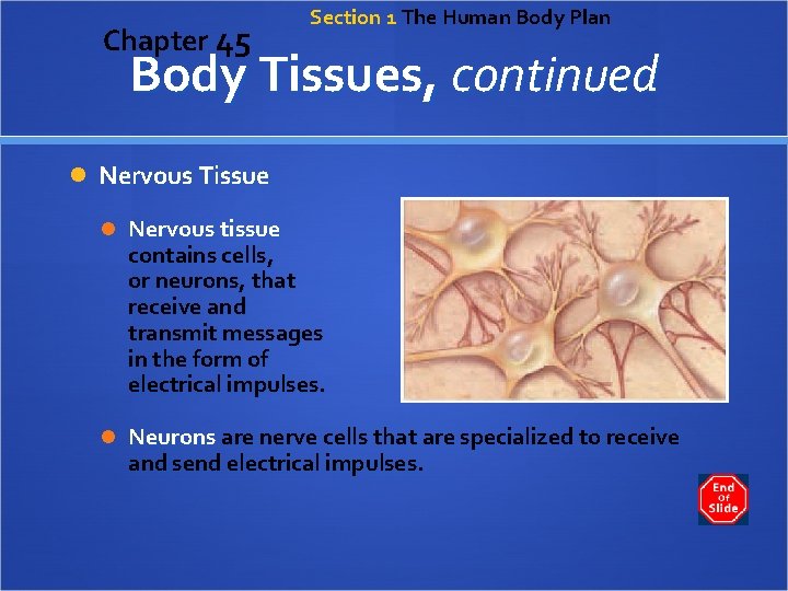 Chapter 45 Section 1 The Human Body Plan Body Tissues, continued Nervous Tissue Nervous