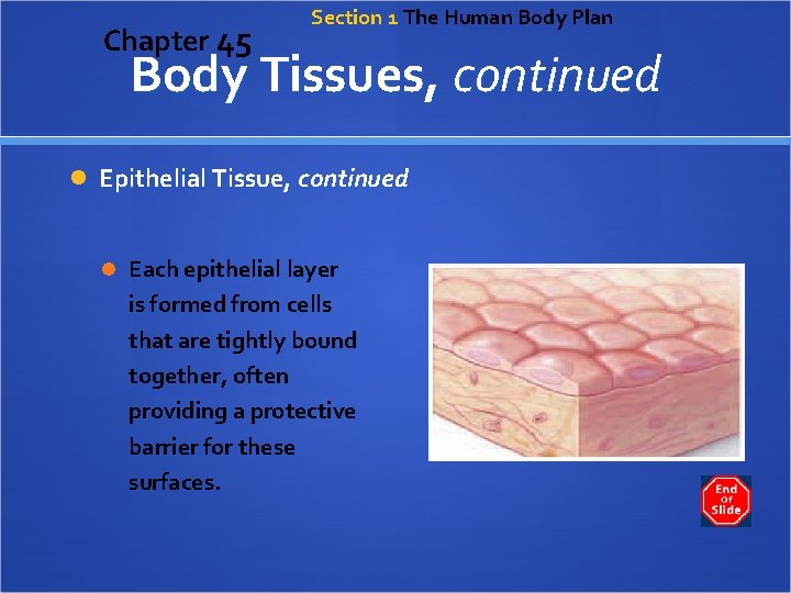 Chapter 45 Section 1 The Human Body Plan Body Tissues, continued Epithelial Tissue, continued