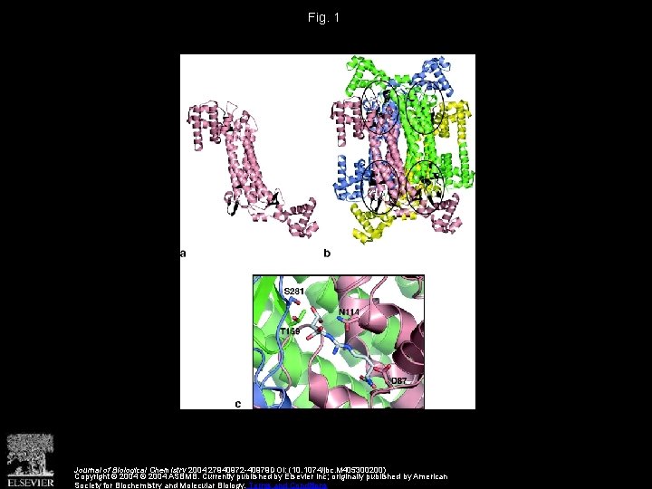 Fig. 1 Journal of Biological Chemistry 2004 27940972 -40979 DOI: (10. 1074/jbc. M 405300200)