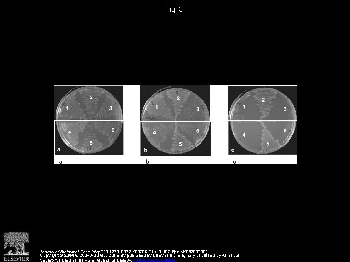 Fig. 3 Journal of Biological Chemistry 2004 27940972 -40979 DOI: (10. 1074/jbc. M 405300200)