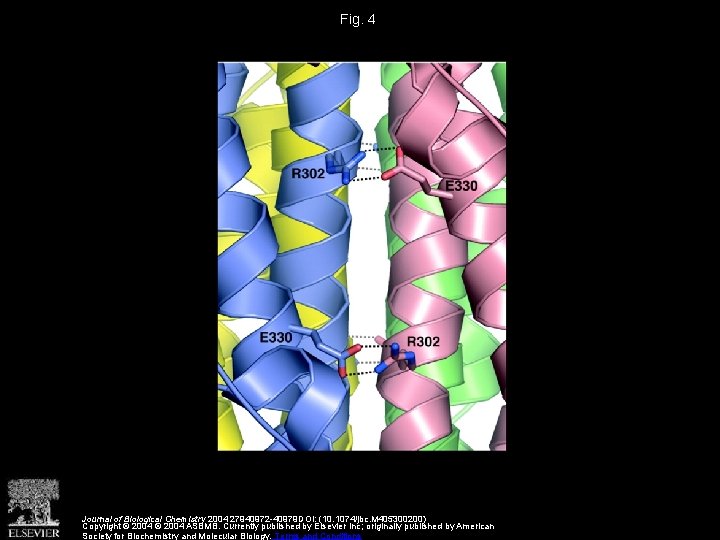 Fig. 4 Journal of Biological Chemistry 2004 27940972 -40979 DOI: (10. 1074/jbc. M 405300200)