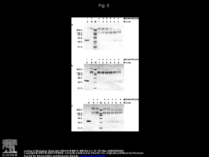Fig. 5 Journal of Biological Chemistry 2004 27940972 -40979 DOI: (10. 1074/jbc. M 405300200)