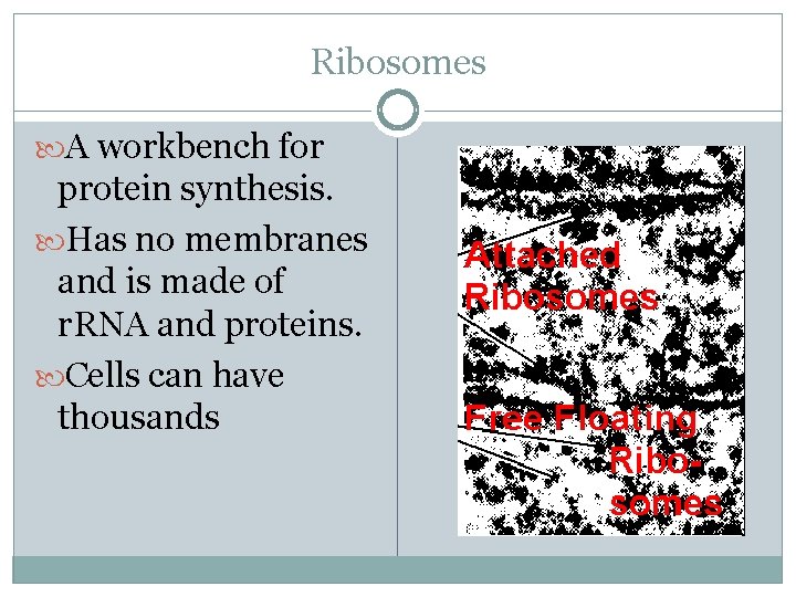 Ribosomes A workbench for protein synthesis. Has no membranes and is made of r.