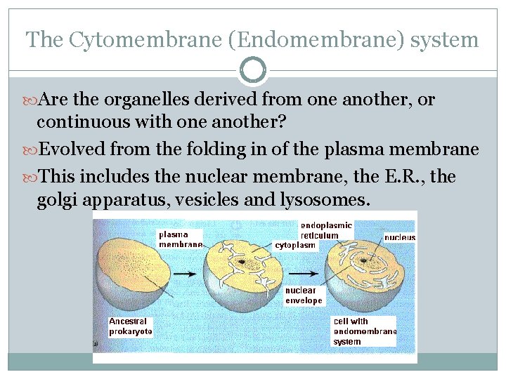 The Cytomembrane (Endomembrane) system Are the organelles derived from one another, or continuous with
