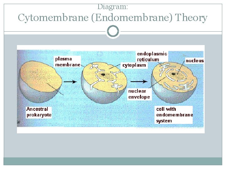 Diagram: Cytomembrane (Endomembrane) Theory 