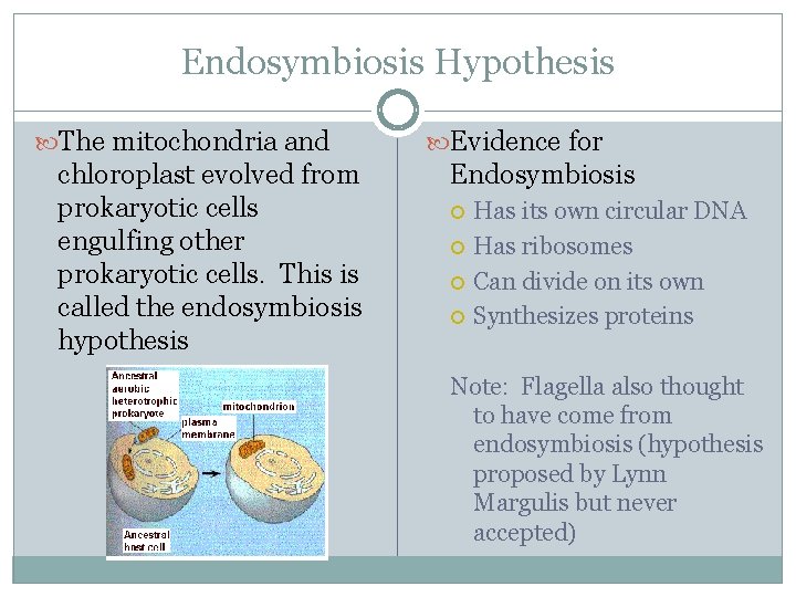 Endosymbiosis Hypothesis The mitochondria and chloroplast evolved from prokaryotic cells engulfing other prokaryotic cells.