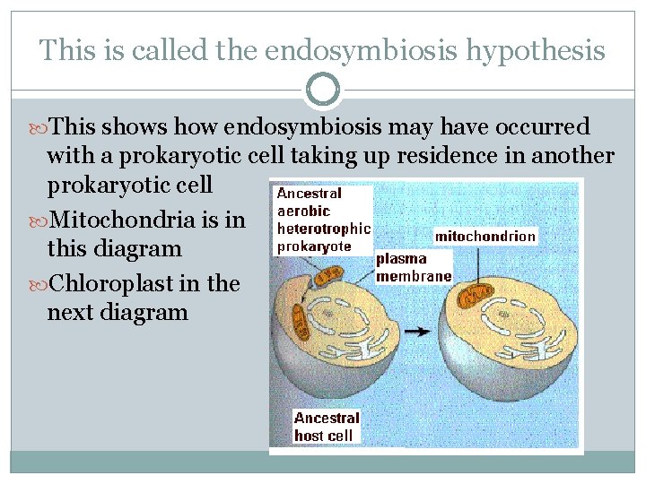 This is called the endosymbiosis hypothesis This shows how endosymbiosis may have occurred with