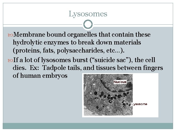 Lysosomes Membrane bound organelles that contain these hydrolytic enzymes to break down materials (proteins,