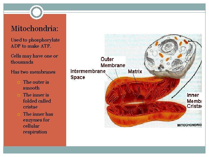 Mitochondria: Used to phosphorylate ADP to make ATP. Cells may have one or thousands