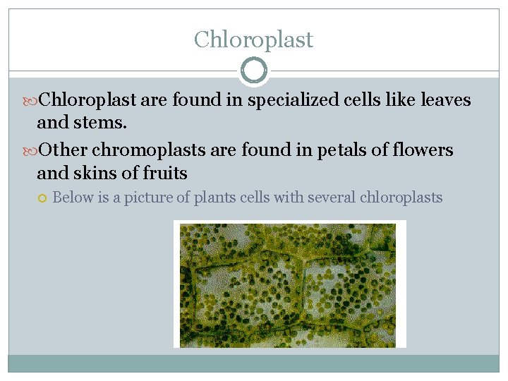 Chloroplast are found in specialized cells like leaves and stems. Other chromoplasts are found