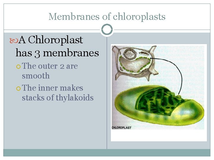 Membranes of chloroplasts A Chloroplast has 3 membranes The outer 2 are smooth The