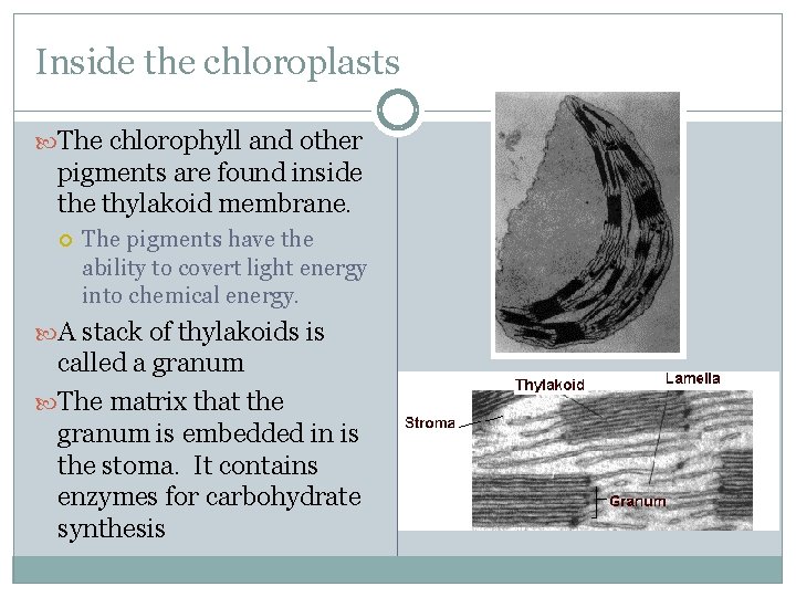 Inside the chloroplasts The chlorophyll and other pigments are found inside thylakoid membrane. The